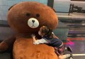 招聘园长图文案（引领未来教育：诚聘卓越幼儿园园长）